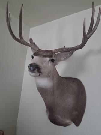 Mule deer mount 1