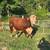 Bred cows 24 thumbnail