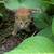 Kittens 13 thumbnail