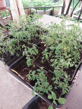Tomatoes live plants 1