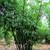 Tropical Black Bamboo plants - 3 gallon 3 thumbnail