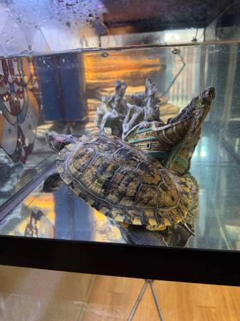 Turtle full set it 1