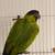 Nanday Conure 2 thumbnail