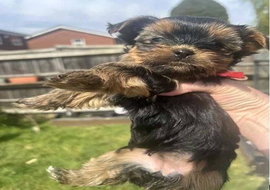 Good puppies available 1