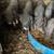 registered Meishan piglets 3 thumbnail