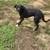Dog 5 thumbnail