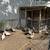 Muscovy Ducks 2 thumbnail