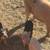 Piglets 1 thumbnail