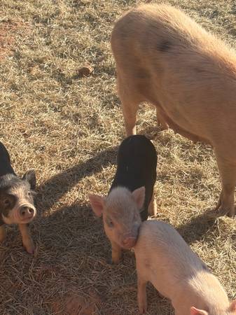 Piglets 1