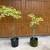 Raspberry Variegated Bougainville trained in Topiary form as a "tree". 1 thumbnail