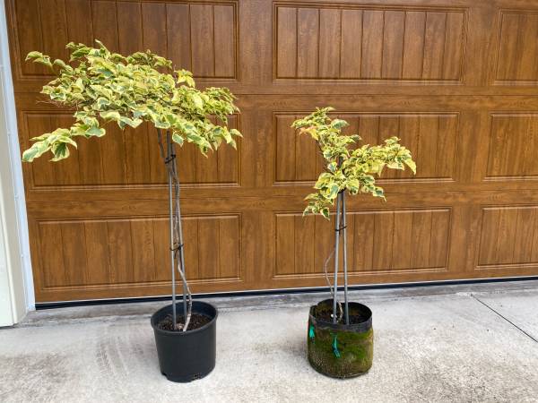 Raspberry Variegated Bougainville trained in Topiary form as a "tree". 1