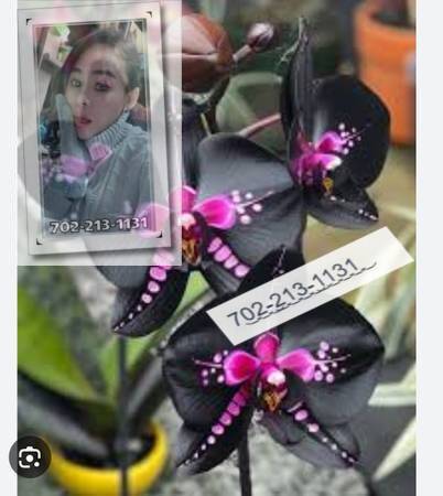 make yourself a priority 1