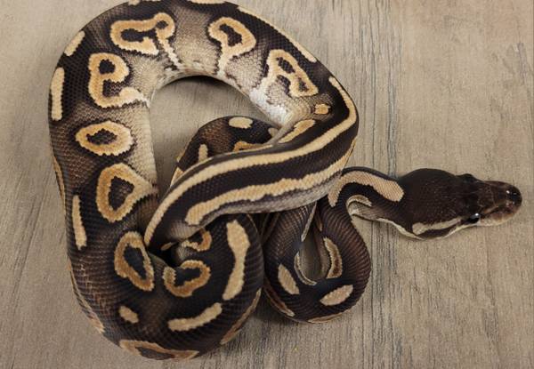 Baby ball python 1
