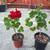 Potted Red Geranium 3 thumbnail