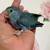 Baby parrotlets, variety of colors 1 thumbnail