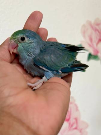 Baby parrotlets, variety of colors 1