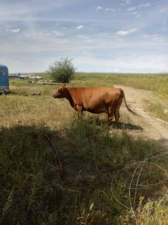 Fall calving cows 1