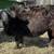 Micro, Miniature, Mid-Sized Cattle For Sale 5 thumbnail