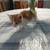 Baby kitten 3 thumbnail