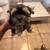 Morkies 1 thumbnail