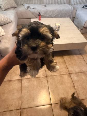 Morkies 1