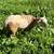 Feeder Lambs 2 thumbnail