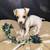Puppy 1 thumbnail