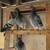 Long distance homing pigeons 2 thumbnail