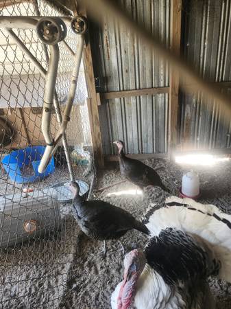 Turkey hen 1