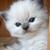 8 weeks old kittens!!818 693-78eight3 3 thumbnail