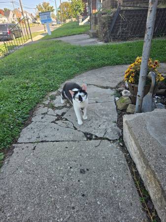 Free cat 1