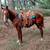 Super nice gelding 15 thumbnail