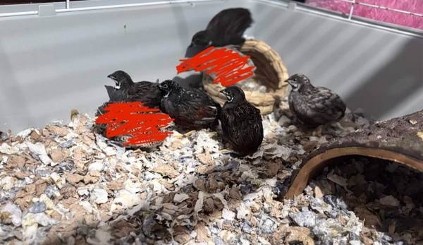 Male Button Quail chicks (Everett)