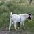 Boer buck 3 thumbnail