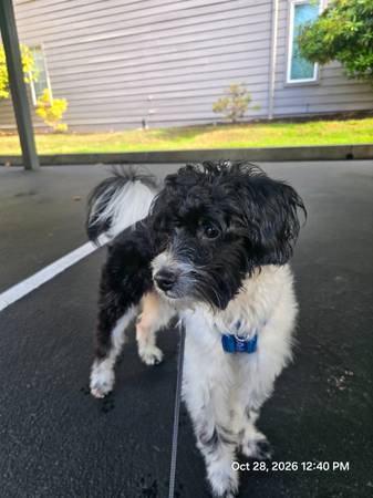 Loving and Affectionate Young Dog 1