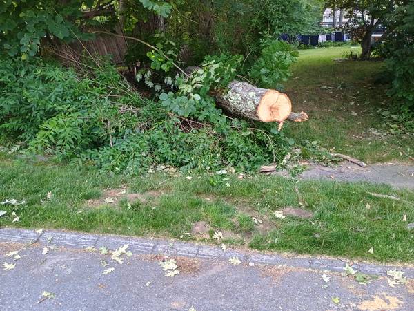 Fallen Oak (Free) 1