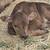 Calf 1 thumbnail