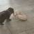 Havapoo Puppies 8 thumbnail