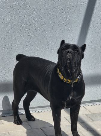 Rehoming Cane Corso63936142303362121
