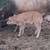 Aubrac Bulls 5 thumbnail
