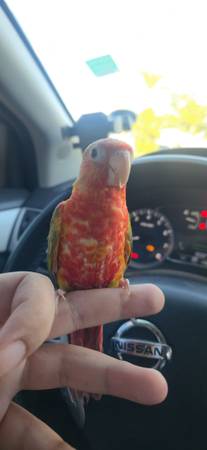 Dominant Red Green Cheek 1