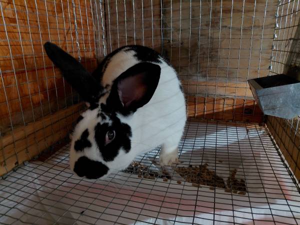 Rabbits - Proven Buck $20 1
