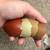 Chicks/Chickens 2 thumbnail