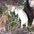 Nubian goat kids (males) 3 thumbnail