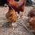 Chickens 15$ each. Laying hens 12 thumbnail
