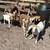 Boer Goat’s & sheep’s 2 thumbnail