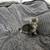 Kitten 7 thumbnail