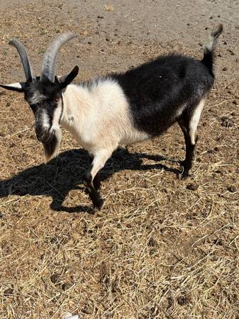 Goat 1