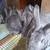 Purebred Rabbit bucks/does 9 thumbnail