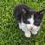 Free Tuxedo Kitten 4 thumbnail
